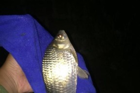 夜钓技巧与饵料选择（夜钓技巧）