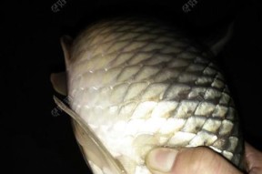 筏钓野生鲫鱼技巧有哪些？如何提高钓获率？