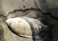 池塘夜钓罗非鱼技巧有哪些？如何提高夜钓罗非鱼的成功率？