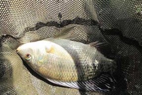 池塘夜钓罗非鱼技巧有哪些？如何提高夜钓罗非鱼的成功率？