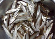 浮钓白条钓鱼的技巧是什么？如何提高浮钓白条的成功率？