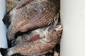 海鱼钓鱼技巧教程-捕捉大海的丰收（从入门到精通）