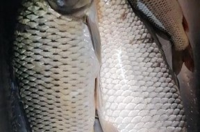 鲤鱼竿钓鱼技巧大揭秘（掌握这些技巧）