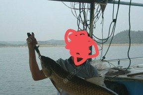 筏竿夜钓技巧教程？如何提高夜钓成功率？