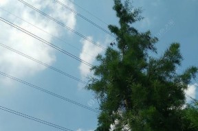 高压线钓竿技巧大揭秘（钓鱼高手教你如何利用高压线技巧提升钓竿效果）