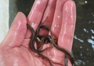 筏钓泥鳅钓鱼方法与技巧是什么？如何提高钓鱼效率？