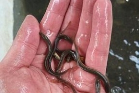 筏钓泥鳅钓鱼方法与技巧是什么？如何提高钓鱼效率？