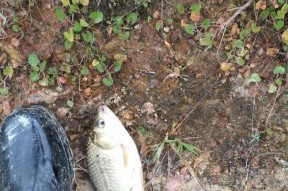玉米钓鱼技巧大揭秘（江边垂钓达人分享）