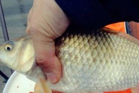 浮游矶钓鲫鱼技巧和方法有哪些？如何提高钓鲫鱼的成功率？