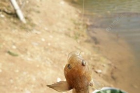 钓鱼都有什么技巧谁能告诉我？如何快速掌握钓鱼的诀窍？