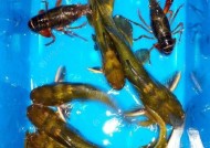 河滩夜钓黄辣丁技巧有哪些？如何提高钓获率？