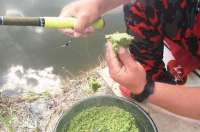 蚕豆做钓鱼饵料方法有哪些？如何使用蚕豆提高钓鱼效率？