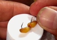 麦子钓鱼技巧（掌握这一技巧）