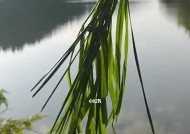 干旱时期钓鱼技巧有哪些？如何提高钓鱼成功率？