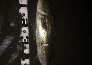 浮漂钓海鲈鱼技巧有哪些？如何提高钓海鲈鱼的成功率？