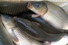 夏季野钓鲤鱼技巧（鲤鱼的捕获技巧和注意事项）