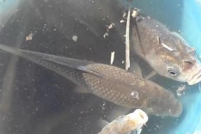 夏初大水面野钓鲫鱼技巧（夏初大水面野钓鲫鱼的捕获技巧与经验分享）