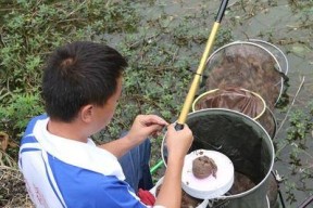 稻田沟野钓技巧有哪些？如何提高钓鱼成功率？
