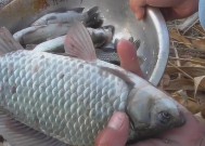 初春钓鱼技巧野钓鲫鱼如何选位？选位的秘诀是什么？