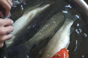 如何掌握钓草鱼的调平水钓浮技巧？常用方法有哪些？