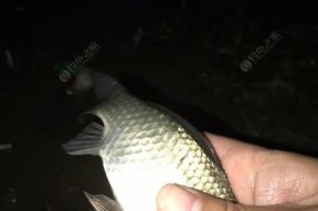 五一前后夜钓鲫鱼技巧和方法？如何提高钓鲫鱼的成功率？