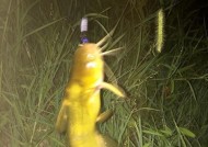 夜钓鳊鱼技巧手竿的全面指南（掌握技巧）