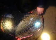 夜钓时钓远与钓近哪种打窝技巧更有效？