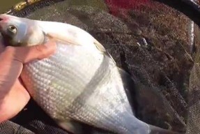 河流钓鱼野钓技巧法有哪些？如何提高野钓成功率？