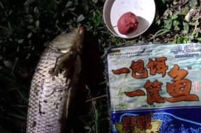春季白条闹窝钓鱼方法与技巧是什么？如何提高钓鱼成功率？