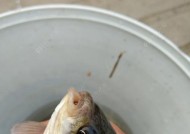 浮萍洞钓鲫鱼技巧有哪些？如何提高钓鲫鱼的效率？