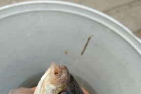 浮萍洞钓鲫鱼技巧有哪些？如何提高钓鲫鱼的效率？