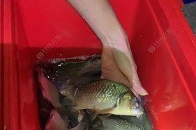 阴天野钓鲫的技巧与经验（提高成功率的钓鱼技巧分享）