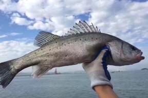 如何掌握垂钓鲈鱼的技巧？垂钓鲈鱼时常见的问题有哪些？