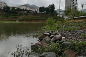 雨天桥下钓鱼技巧（探秘雨天桥下钓鱼窍门）