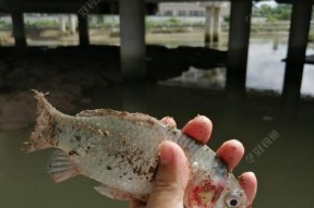 秋分小雨鲫鱼垂钓技巧（雨水催生丰收）