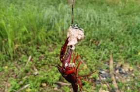 废弃虾塘钓鱼技巧有哪些？如何提高废弃虾塘钓鱼的成功率？