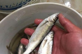 浮萍钓白条鱼技巧有哪些？如何提高钓获率？