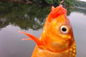 轻松钓鱼（只需掌握一点技巧）