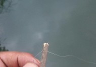 黑坑钓鱼时如何正确挂玉米？调漂技巧有哪些常见问题？