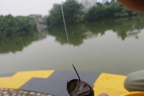 如何正确配置垂钓青鱼的线组？垂钓青鱼时线组配置常见问题解答？