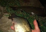 河里走水夜钓钓鱼技巧有哪些？如何提高夜钓成功率？