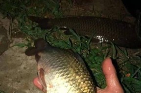 河里走水夜钓钓鱼技巧有哪些？如何提高夜钓成功率？