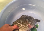 黑坑垂钓工程鲫时最常遇到哪些问题？如何运用技巧应对？