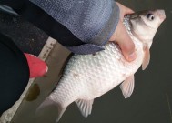 河流野钓鲫鱼技巧有哪些？如何提高钓鲫鱼的成功率？