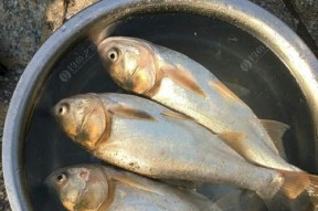 手竿鲢鱼钓鱼技巧（掌握关键步骤）
