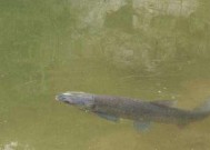 浮水钓青鱼的技巧和方法教程？如何提高钓获率？