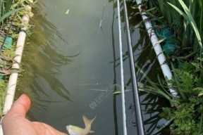 如何选择合适的钓鱼竿子？掌握钓鱼用竿子的技巧和方法有哪些？