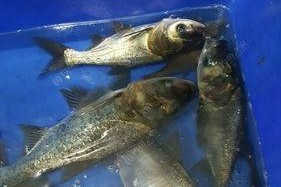 夏夜钓鲢鱼，技巧全解析（揭秘夏季夜晚钓鲢鱼的最佳方法）