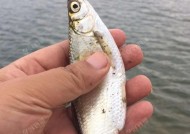 钓白条技巧鱼漂调多深最好？如何根据水深调整鱼漂以提高钓获率？