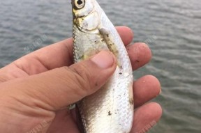 钓白条技巧鱼漂调多深最好？如何根据水深调整鱼漂以提高钓获率？